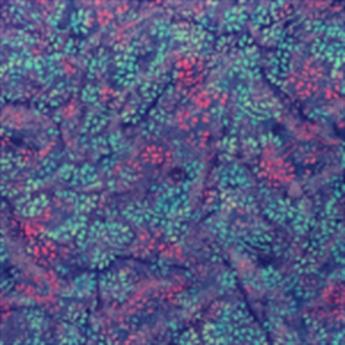 Batik