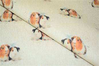 Guinea pig