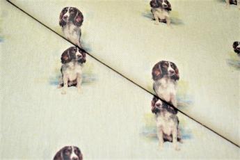 Springer Spaniel Dog