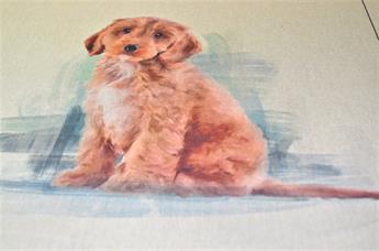 Labradoole