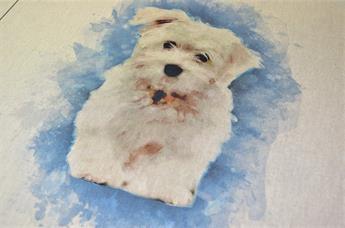 Westiepoo