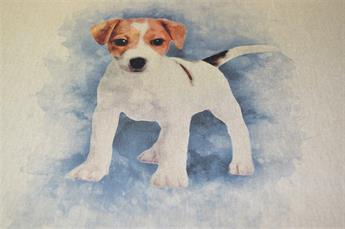 Jack Russel Puppy