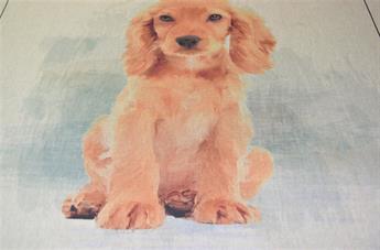 English/American Cocker Spaniel