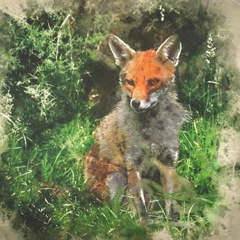 Fox