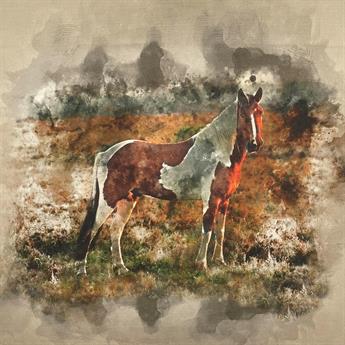 Wild Horse