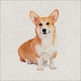 Welsh Corgi, Pembroke