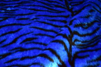 Fur