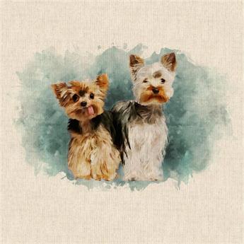 Yorkshire Terrier Duo