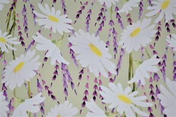 Little Johnny Daises in Bloom