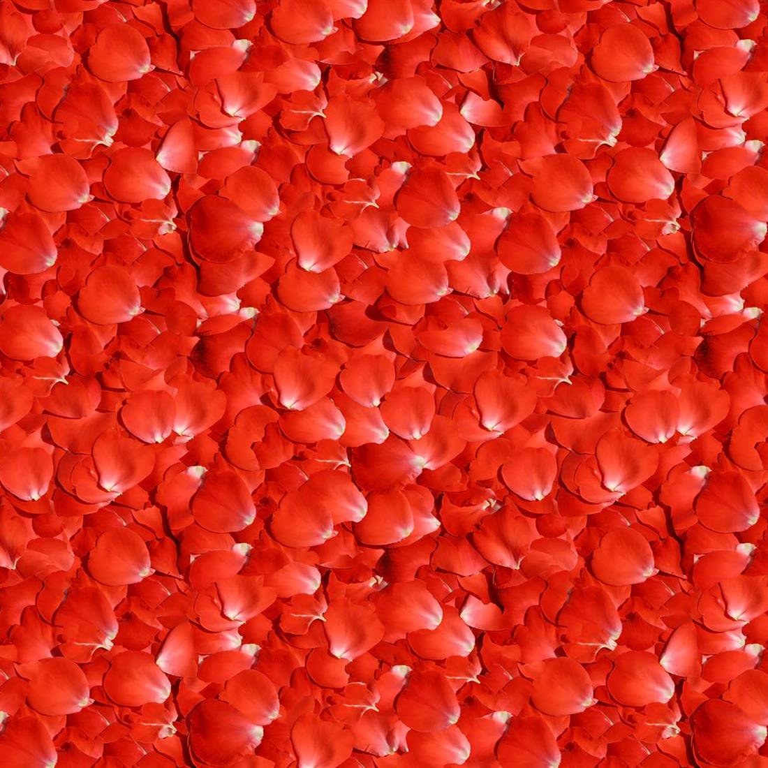 Red Rose Petals - CC430 140Cm Wide Crafty Cottons Digitally Printed…